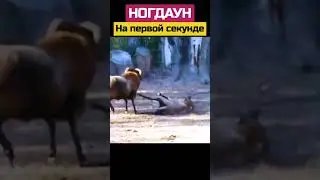 #animal #nature #animals #shortsvideo #wildlife #шортс #шортс2023