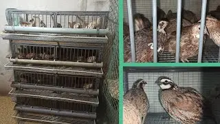 Новая клетка доя перепелов! Ожидается пополнение...
