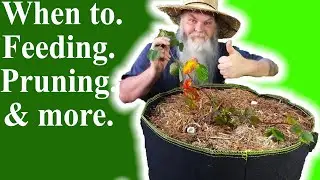 Planting & Growing Blackberries in Containers. How to. Works In Ground Too. (Part 3)