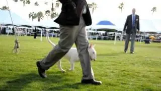BULLS2011 591