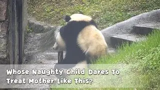 Whose Naughty Child Dares To Treat  Mother Like This? | iPanda