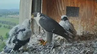 Yira claims two breakfast prey from Xavier | FalconCam Project | Nov 4, 2024