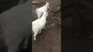 #экскурсия .Знакомство с красотками 🥰.#goat #козы