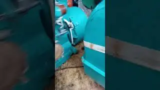 что за зверь?