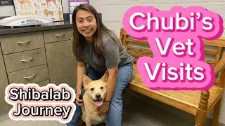 The Journey of the Shibalab | Chubi | Micah | FAMTayo #1188