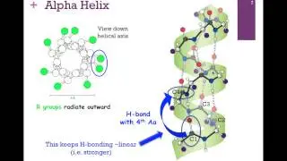 018-Primary & Secondary Structure