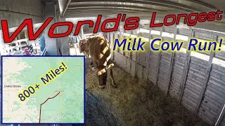 White House on the Hill: Milk Cow Road Trip!