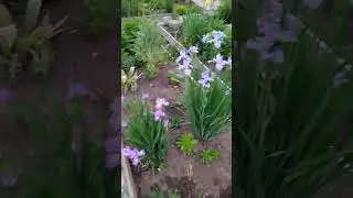 Цветы в моём саду.