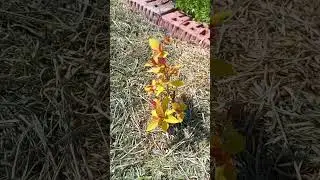 Сад в Апреле 10.04.24