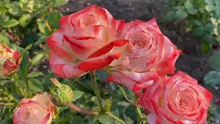 ЦВЕТЕНИЕ РОЗ 🌹👍. ПЕРВОЕ ЦВЕТЕНИЕ ЗАТЯНУЛОСЬ😅💪🌹