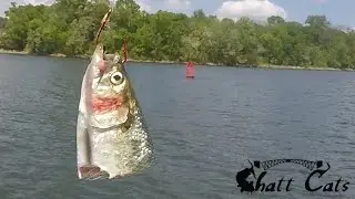 Use BIG BAITS Before The Catfish Spawn (Over 250 LBS of Catfish)