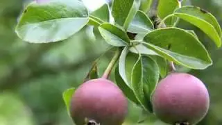 Juni in onze landschapstuin ( het Struweel )