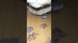 Picasso's cat |  funny animals | #petvideos  #funnyanimalvideos