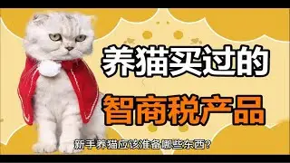 新手养猫有哪些东西需要必备？又有哪些是属于智商税？