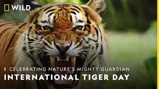 Celebrating Nature’s Mighty Guardian | International Tiger Day | Planet Possible | Nat Geo Wild