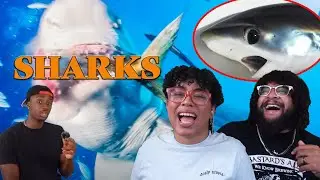 A World Without Sharks?! | Casual Geographic REACTION