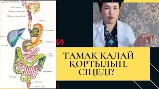 Асқорту жүйесінің анатомиясы, тамақ қалай қортылады, тамақ қалай сіңеді
