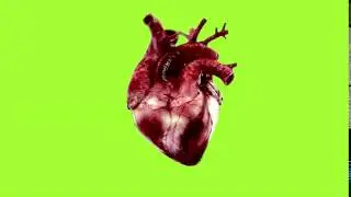 сердцебиение ( сердце ) гринсрин heartbeat green screen