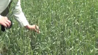 Клопы - Вредные черепашки портят пшеницу