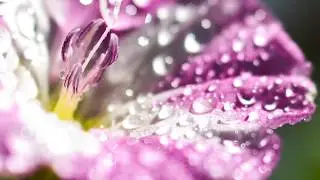 Fotografia Macro