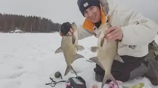 ЭКСПЕРИМЕНТ. Сколько лещей можно поймать за час в закормленном месте. Опарыш + макароны.