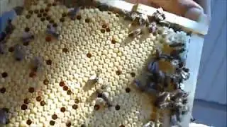 Beekeeping from a package to a family.