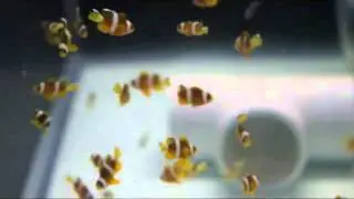 Captive bred A. clarkii clownfish