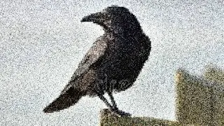 Crow