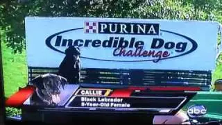 Incredible Dog Challenge 2009- Callie