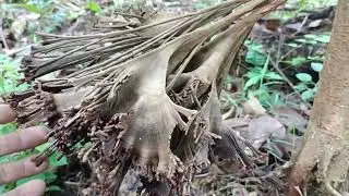 percaya atau tidak percaya