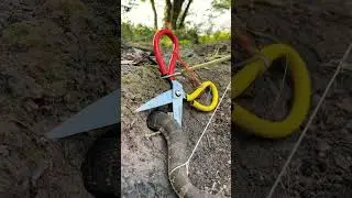 Simple Easy Snake Trap using Scissors & hole#buildsnaketrap