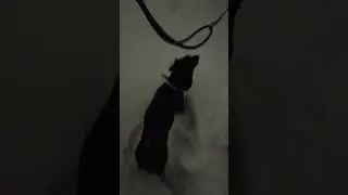 снегопад радость собак