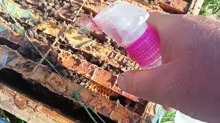 Обработка Пчёл Бепином ,, Борьба с Клещем у Пчёл.