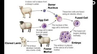The Legacy of Dolly the Sheep  How One Cloned Animal Changed the World