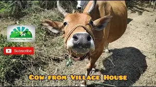 Cows are Eating Green Grass in Outside Area | Cow from Village House