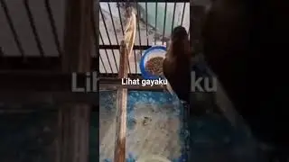 java finch singing