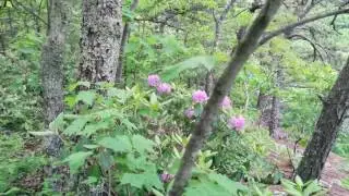 Blue Ridge May 2017