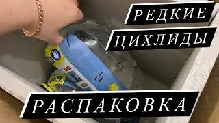 Редкие Цихлиды Мбуна. Распаковка новой рыбы