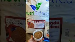 QUAL A QUANTIDADE DE COMIDA DIÁRIA? #calopsitas #raçao #NUTRIBIOTICA #amigodepenas