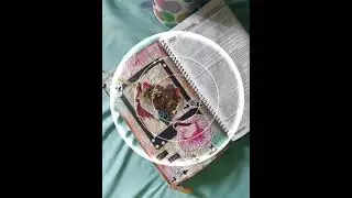 Muito satisfatório Diário de Arte @professoracarolarte635