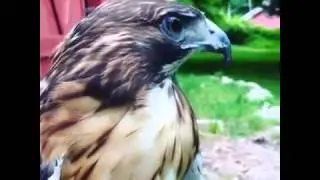 Red Tail Hawk Scream