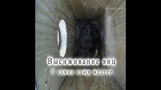 Высиживание яиц