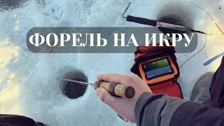 Ловля Форели на Икру | Рыбалка в Глухозимье | Крупная Форель
