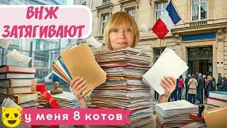 ВНЖ не дают… стресс во Франции и мои 8 котов в оставшихся дома...! 🇫🇷