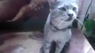 киса чихнуло