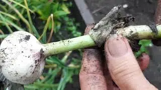Яровой чеснок. КОГДА ВЫКАПЫВАТЬ?