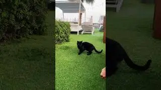Черная кошка #shortvideo #shorts #cats #кот #кошки #кошка #животные #звери #gato