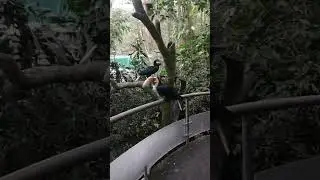 Burung paruh besar yang semakin langka