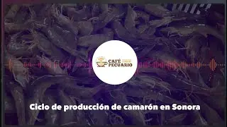 Café Pecuario | EP. 2 "Ciclo de Produccion de Camarón en Sonora" 🍤