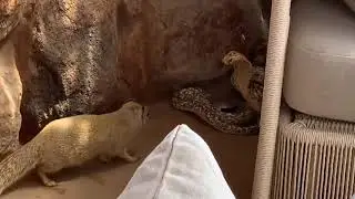 Yellow Mongoose vs Cape Cobra A yellow Mongoose Attacks a HUGE Cobra